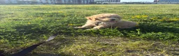 Goldendoodle dogs for sale: Simba  - Ad 2