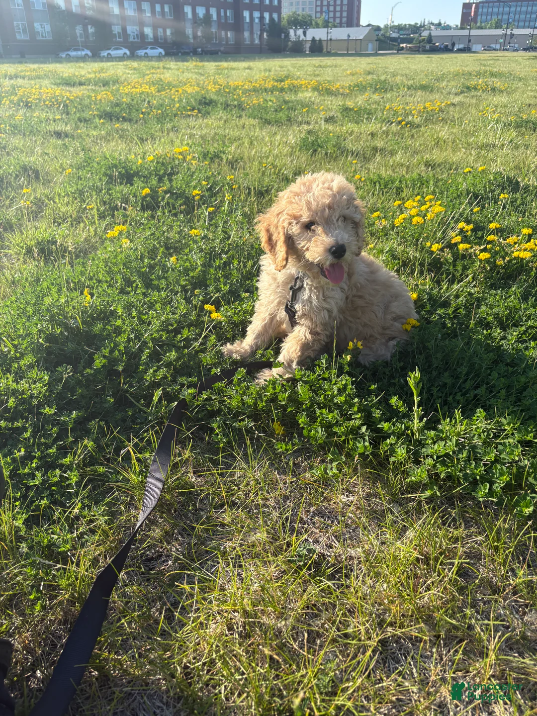 Goldendoodle dogs for sale: Simba  - Ad 2