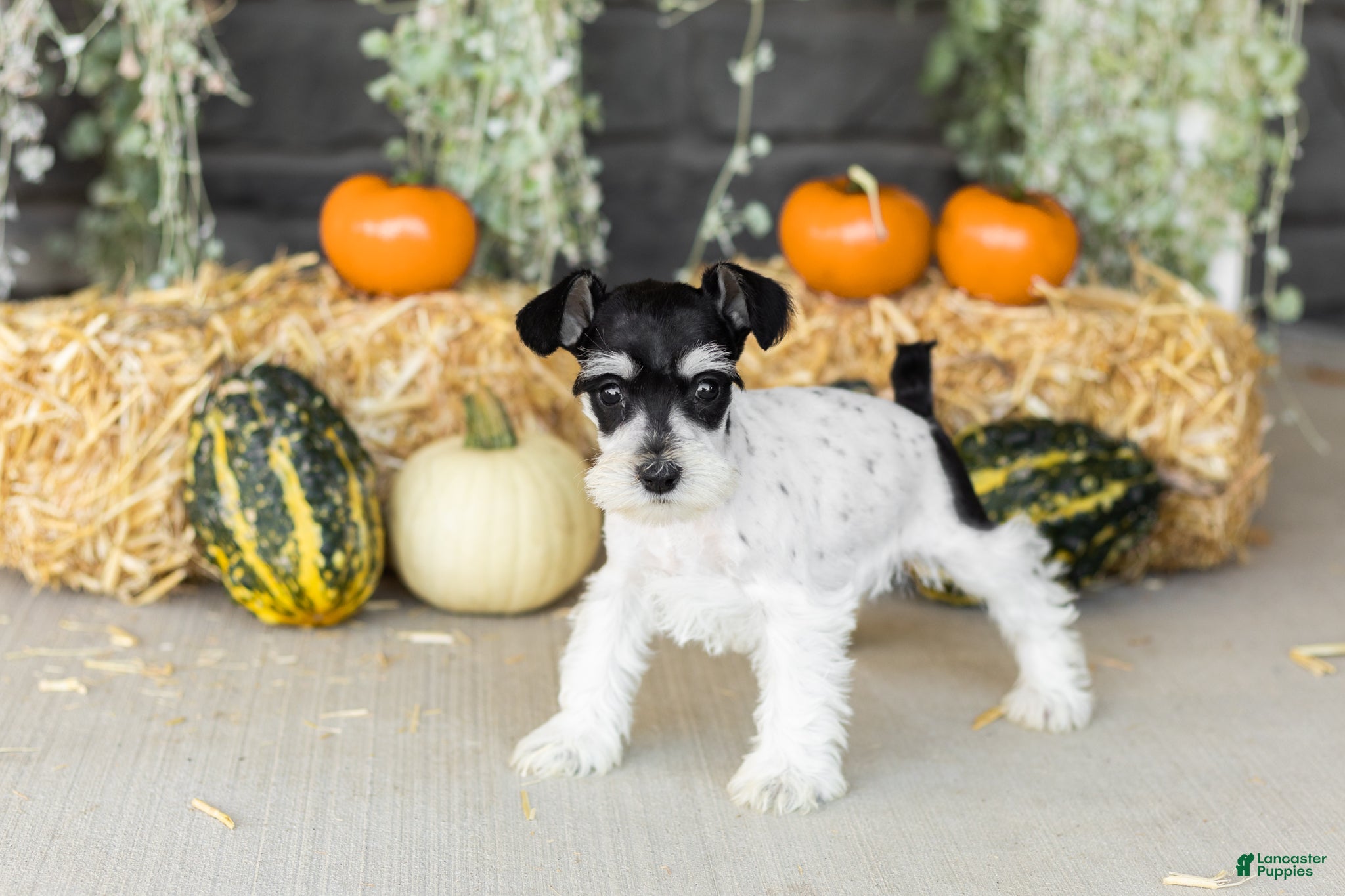 Miniature Schnauzer dogs Sassy  - Ad 39