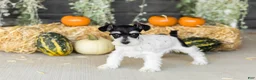 Miniature Schnauzer dogs for sale: Sassy  - Ad 1