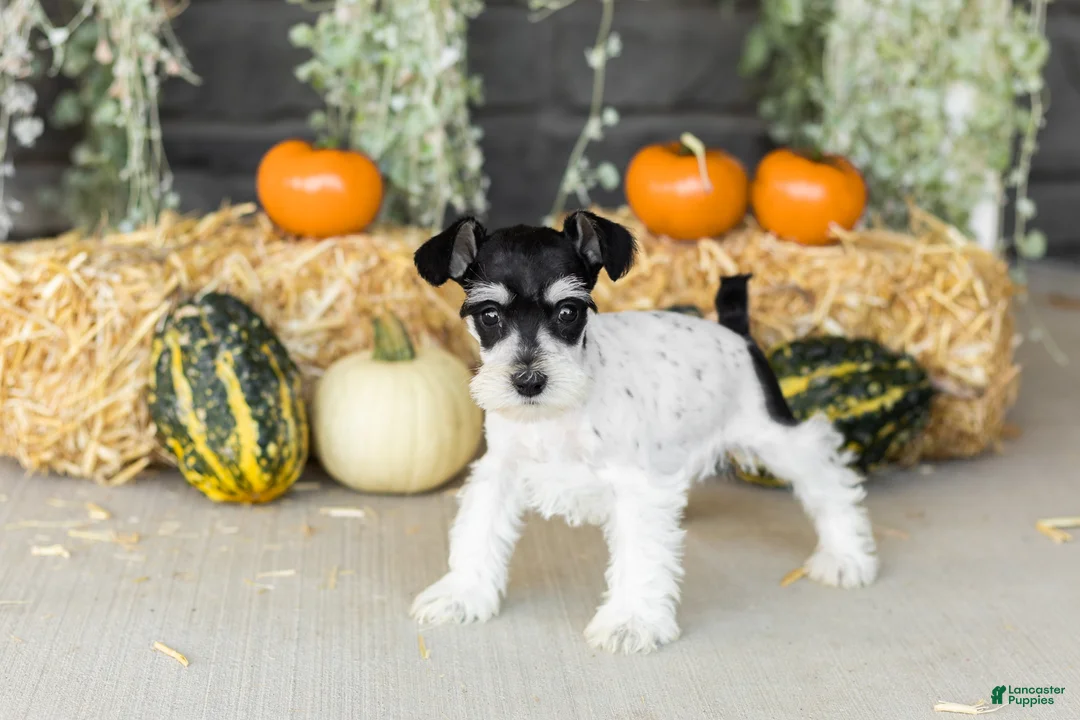 Miniature Schnauzer dogs for sale: Sassy  - Ad 1