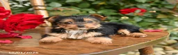 Yorkshire Terrier dogs for sale: Whitney - Ad 3