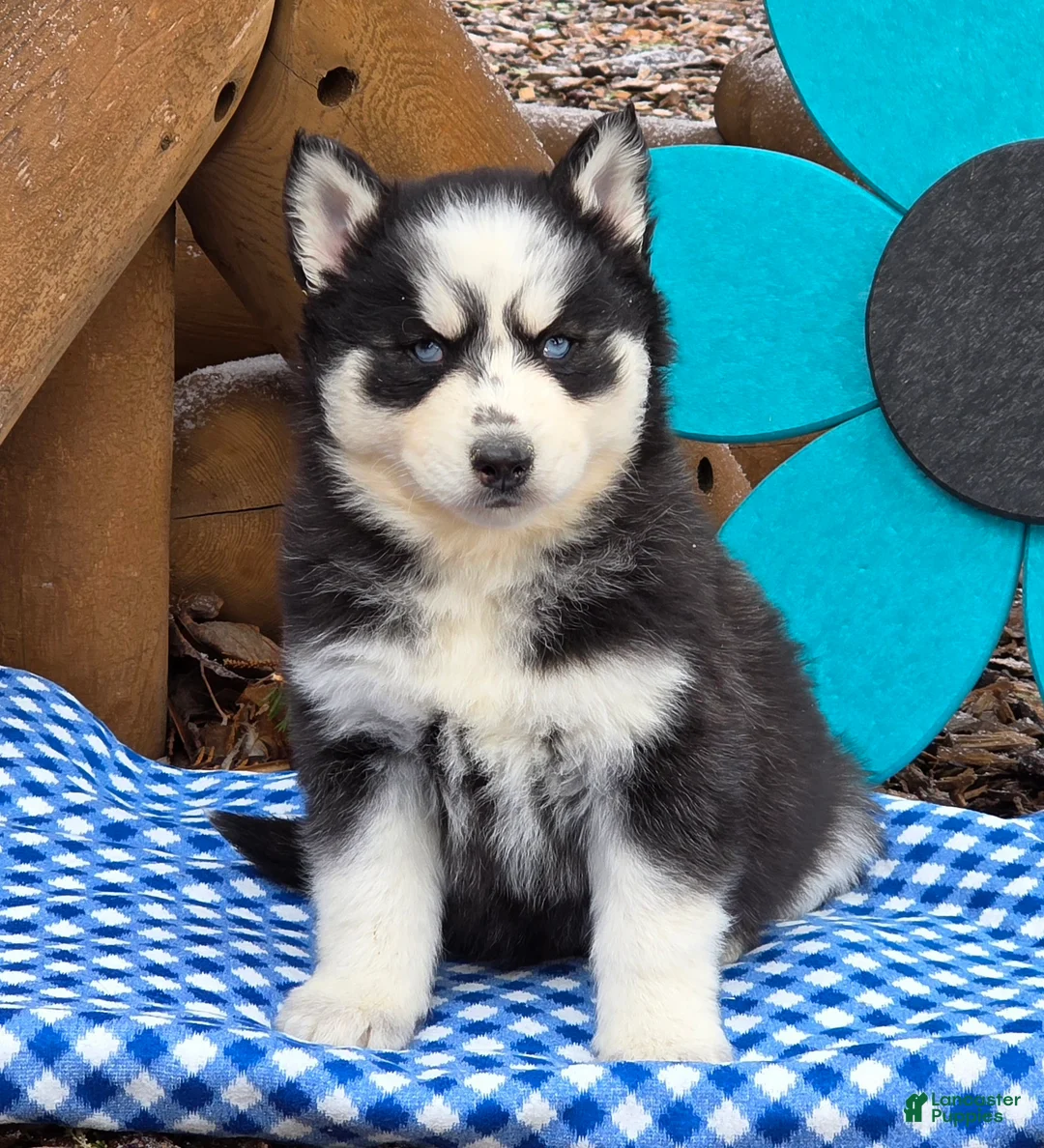 Siberian Husky dogs for sale: Trooper - Ad 1