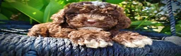 Havapoo dogs for sale: Juno-LABOR DAY SALE-TAKE $100 OFF!!! - Ad 4