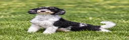 Mini Bernedoodle dogs for sale: Rodger - Ad 7