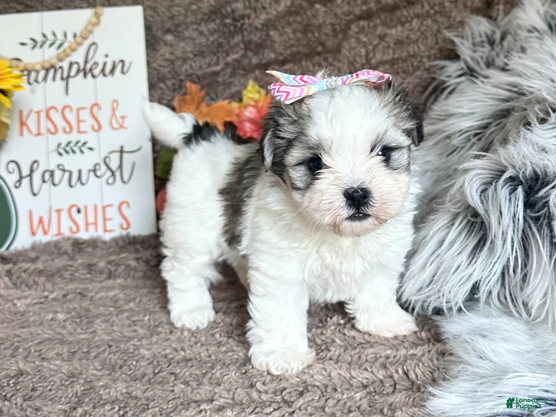 Malshi dogs for sale: Princess Aurora - Ad 2