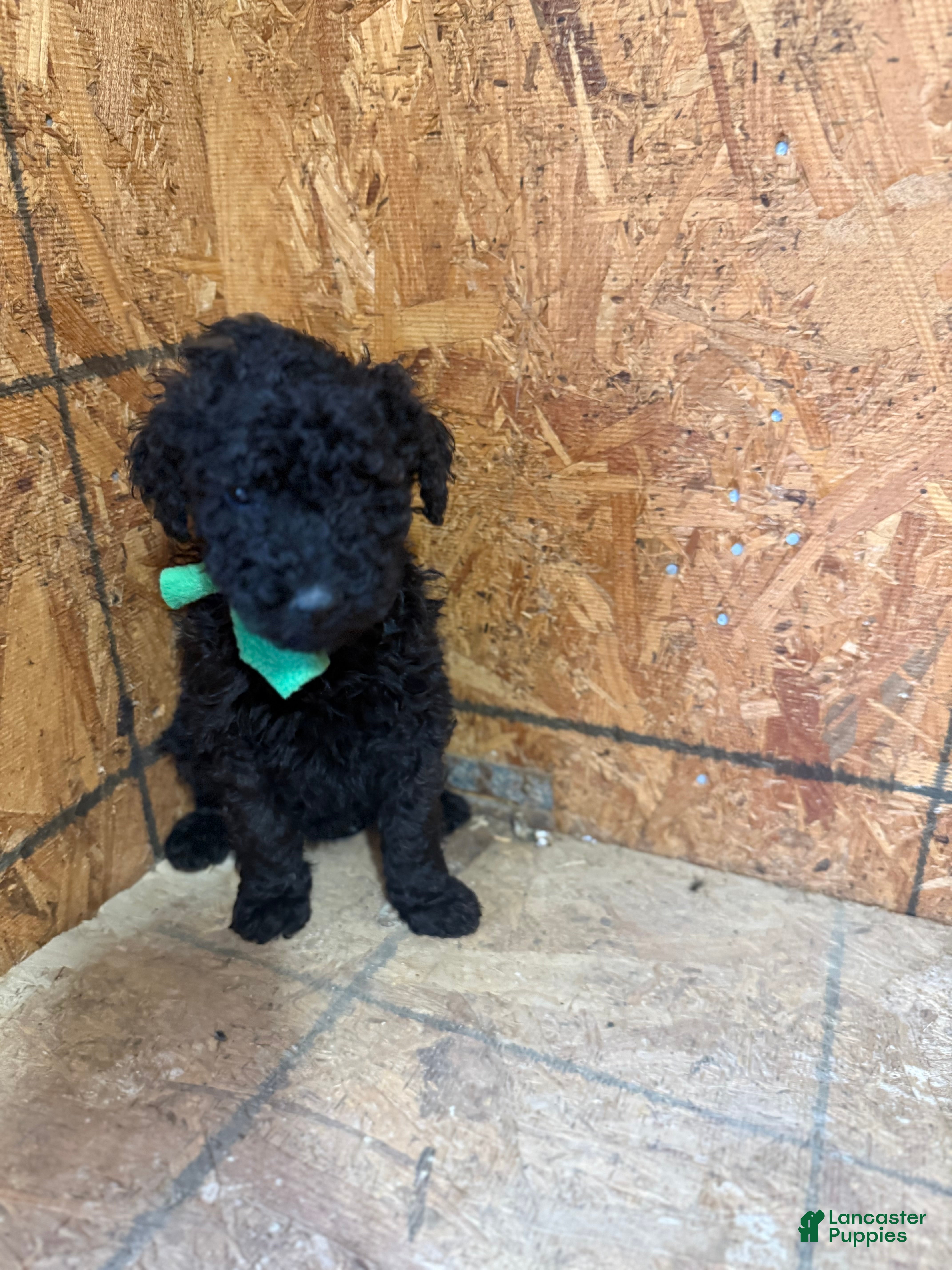 Standard Poodle dogs Green girl - Ad 2