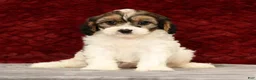 Cavapoo dogs for sale: Kaitlyn - Ad 7