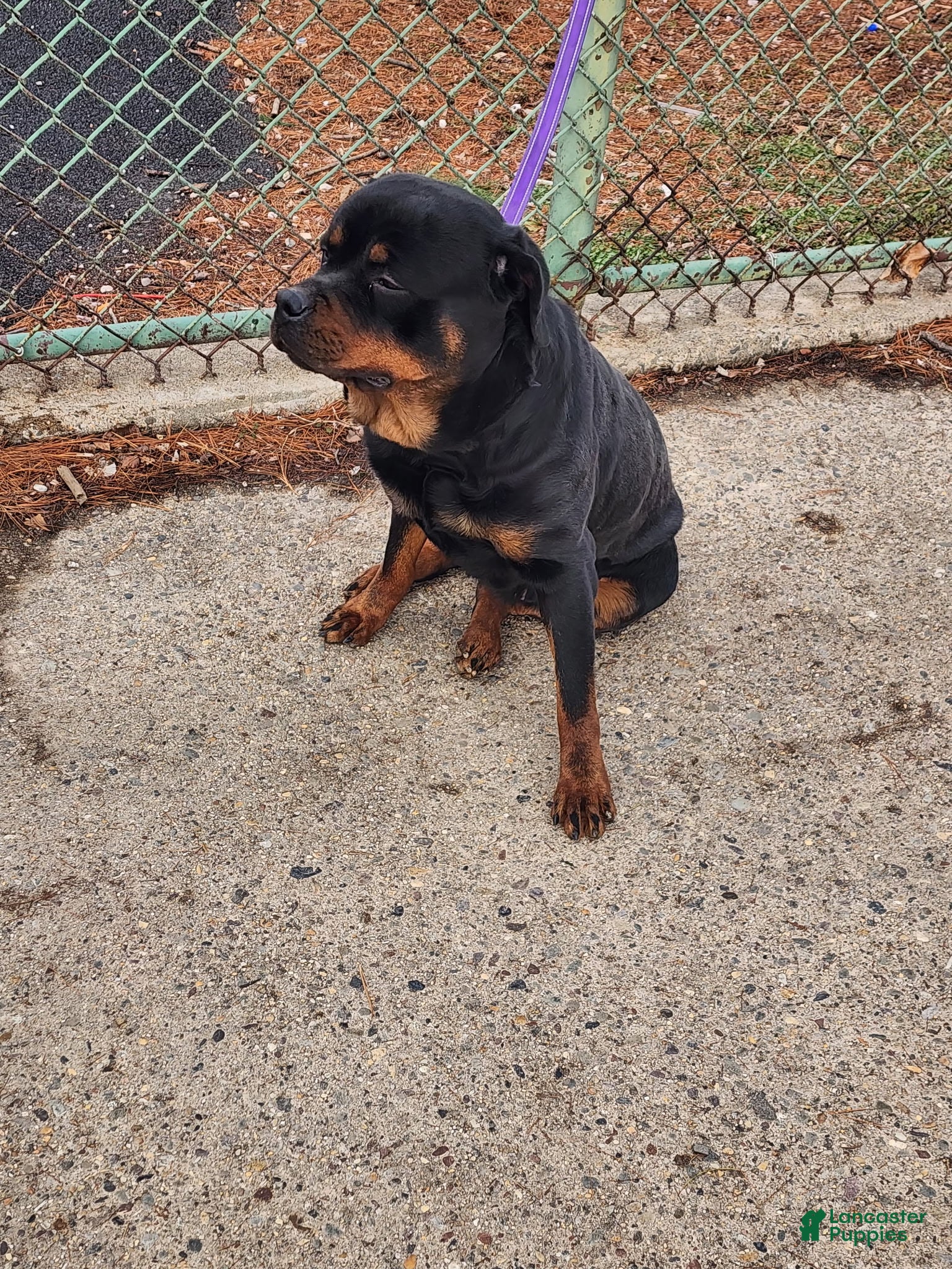 Rottweiler dogs Rottweiler Puppy 1 - Ad 1
