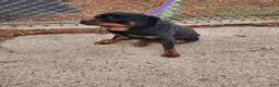 Rottweiler dogs for sale: Rottweiler Puppy 1 - Ad 1
