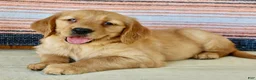 Golden Retriever dogs for sale: Gabbie - Ad 6