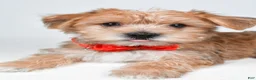Morkie dogs for sale: Gary - Ad 4