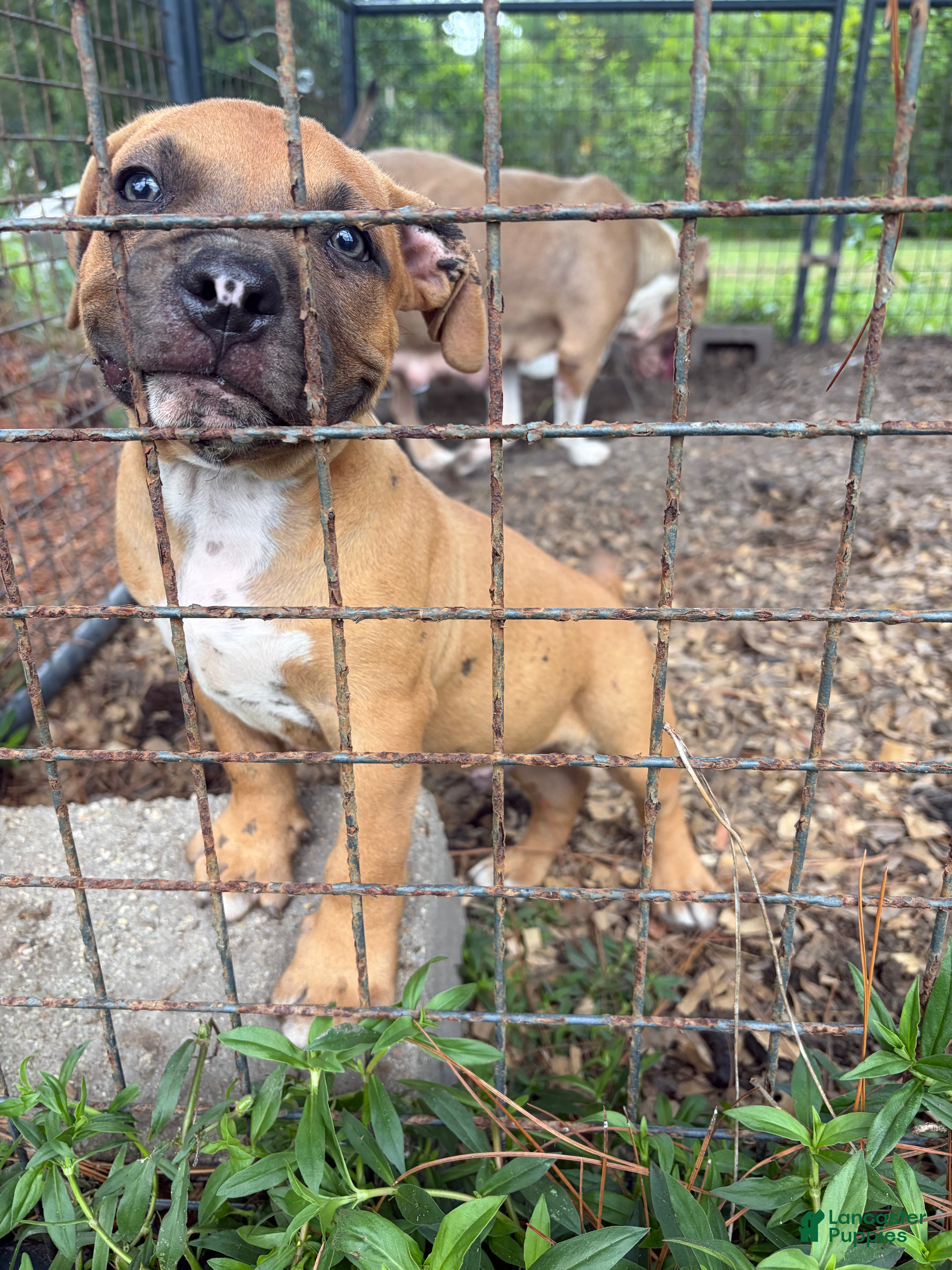 American Bully dogs American Bully 3 - Ad 27