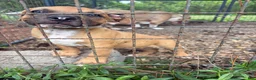 American Bully dogs for sale: American Bully 3 - Ad 1