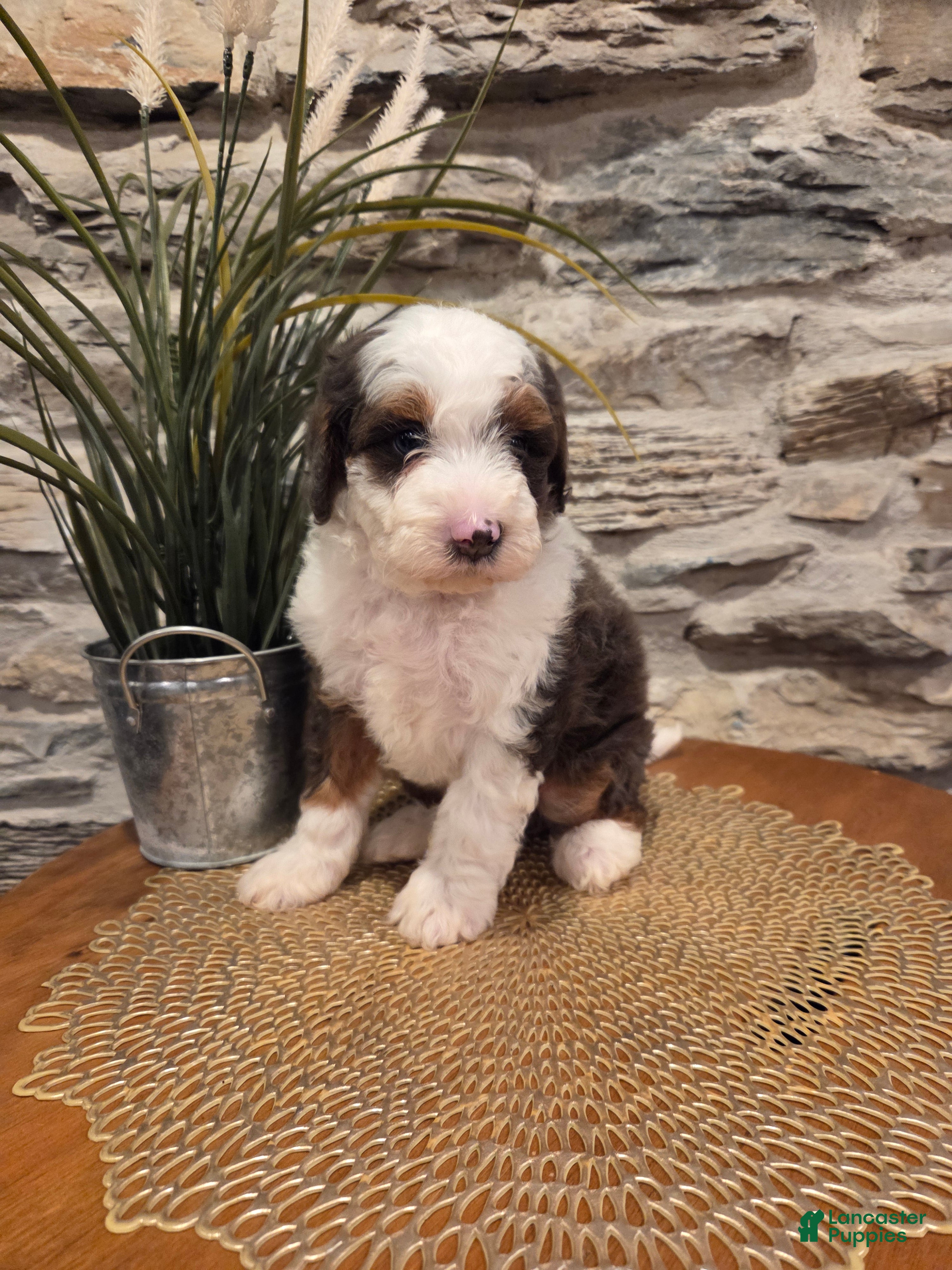 Mini Bernedoodle dogs ECHO - MALE Mini Bernedoodle 1 - Ad 1