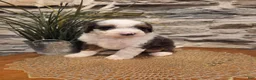 Mini Bernedoodle dogs for sale: ECHO - MALE Mini Bernedoodle 1 - Ad 1