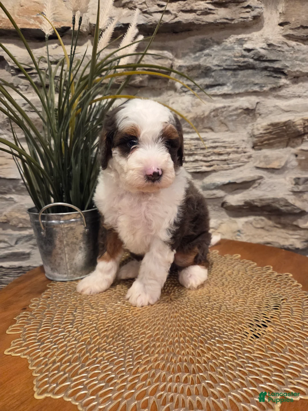 Mini Bernedoodle dogs for sale: ECHO - MALE Mini Bernedoodle 1 - Ad 1