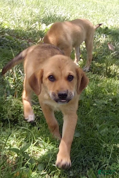 Mixed Breed dogs Angola - Ad 1