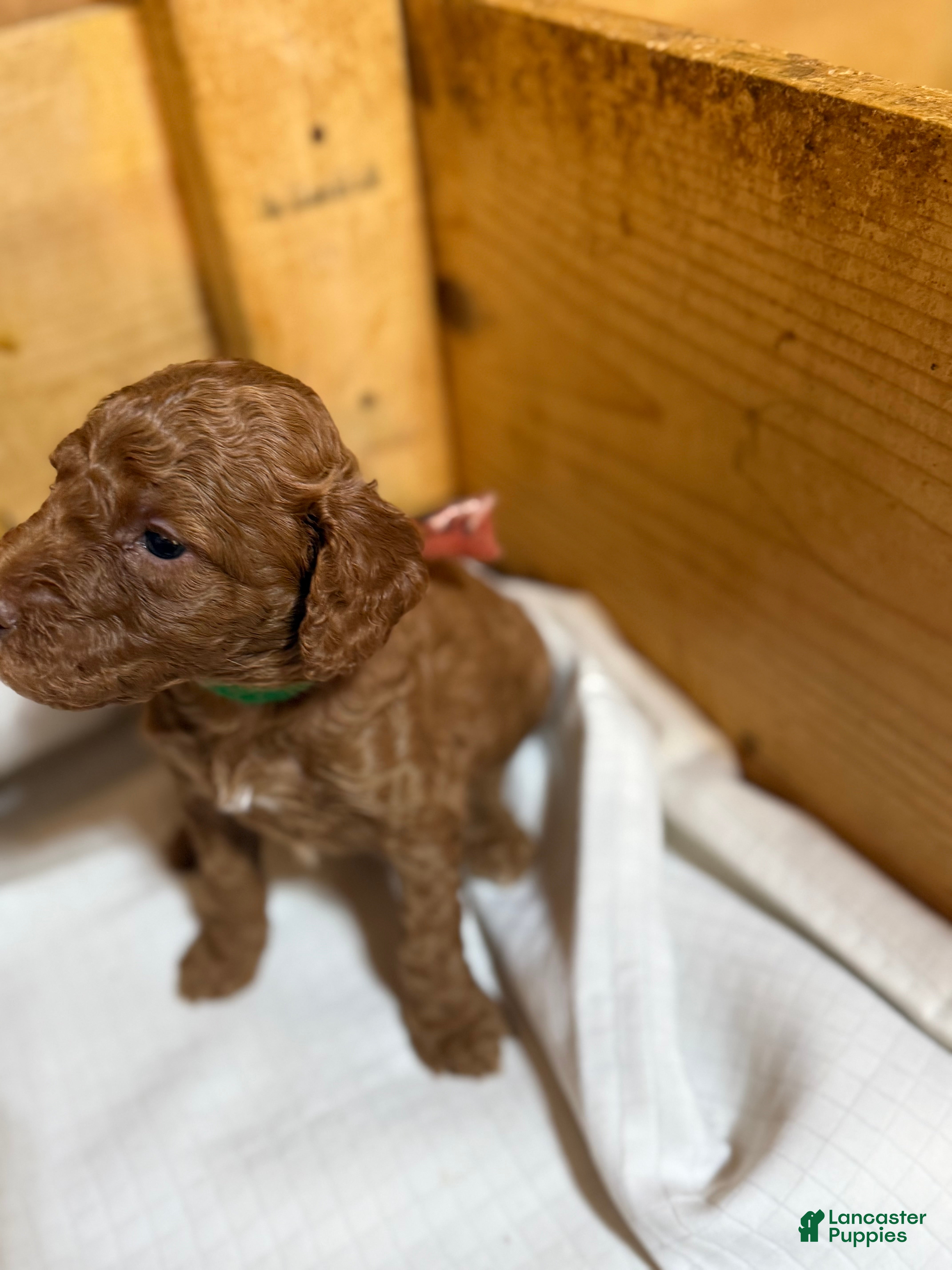 Goldendoodle dogs Goldendoodle Puppy 3 - Ad 2