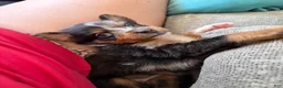 Australian Shepherd dogs for sale: Juniper  - Ad 4