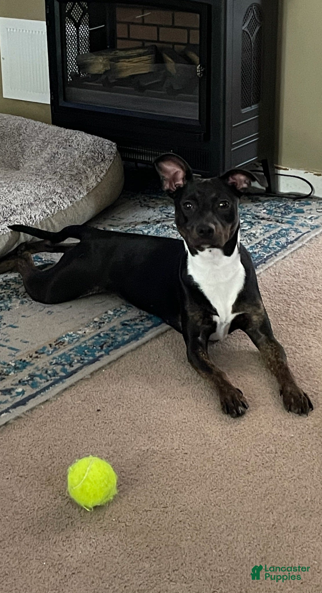 Mixed Breed dogs Mixed Breed Puppy 1 - Ad 5