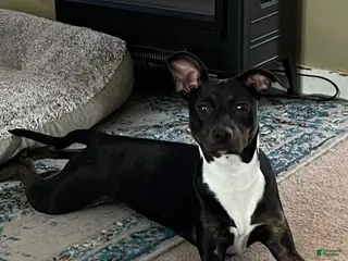 Mixed Breed dogs Mixed Breed Puppy 1 - Ad 5