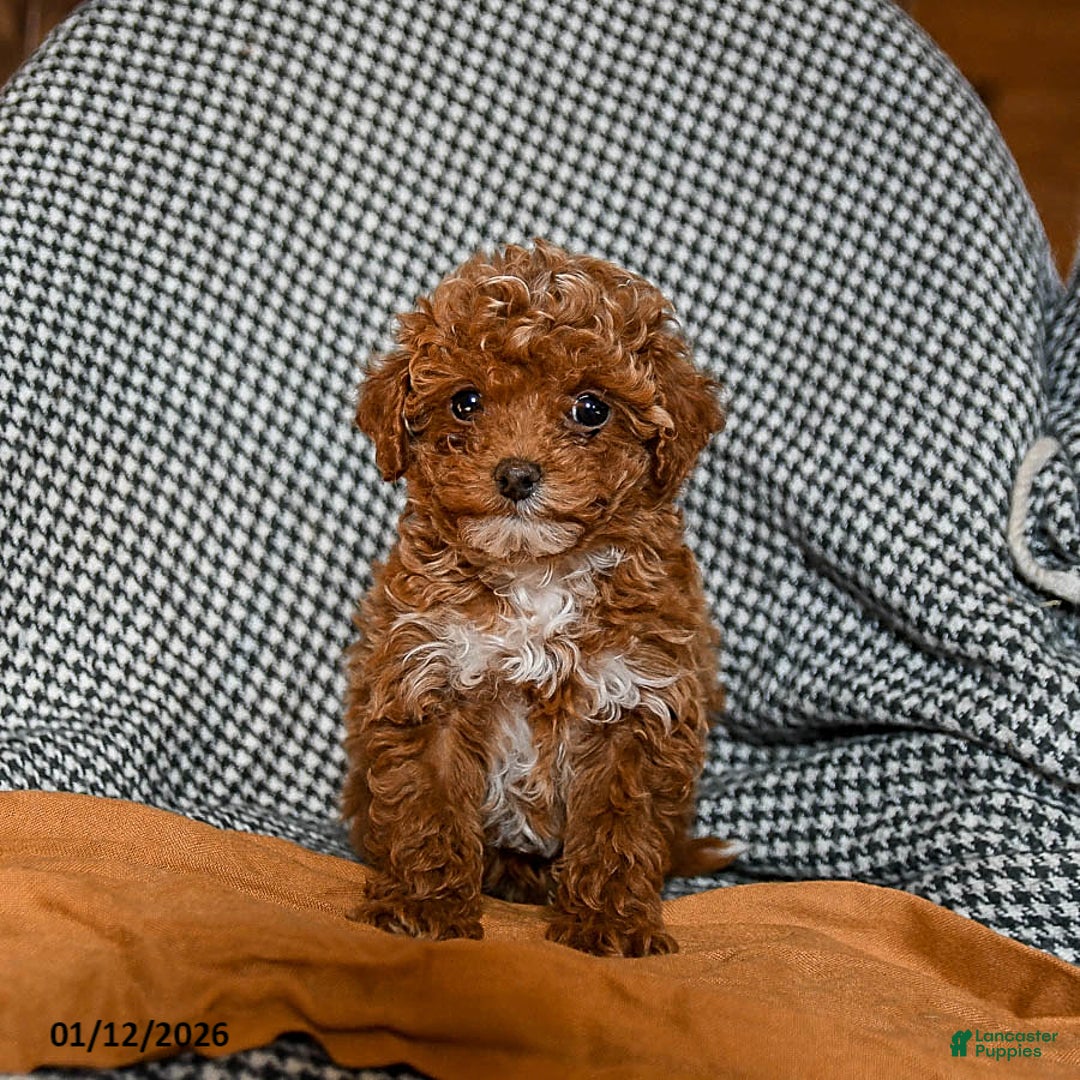 Cavapoo dogs for sale: Caramel - Ad 1
