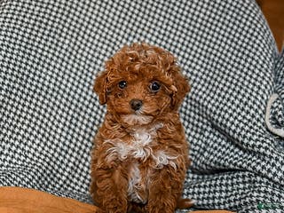 Cavapoo dogs Caramel - Ad 4