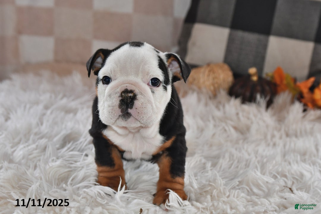 Olde English Bulldogge dogs for sale: Lena - Ad 7