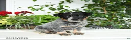 Australian Cattle Dog dogs for sale: Creed - Ad 3