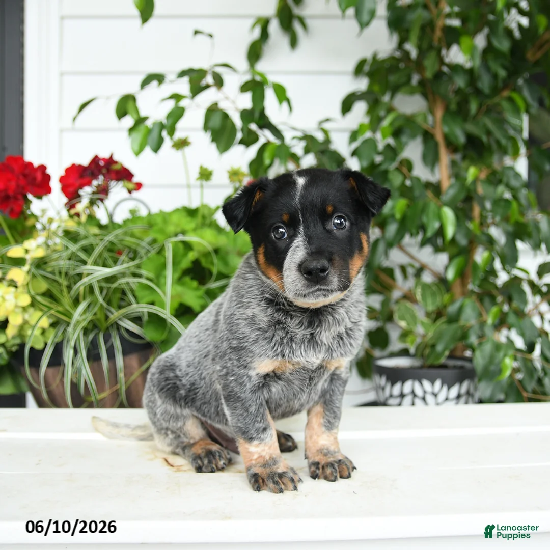 Australian Cattle Dog dogs for sale: Creed - Ad 3
