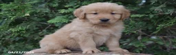 Golden Retriever dogs for sale: Nate - Ad 5