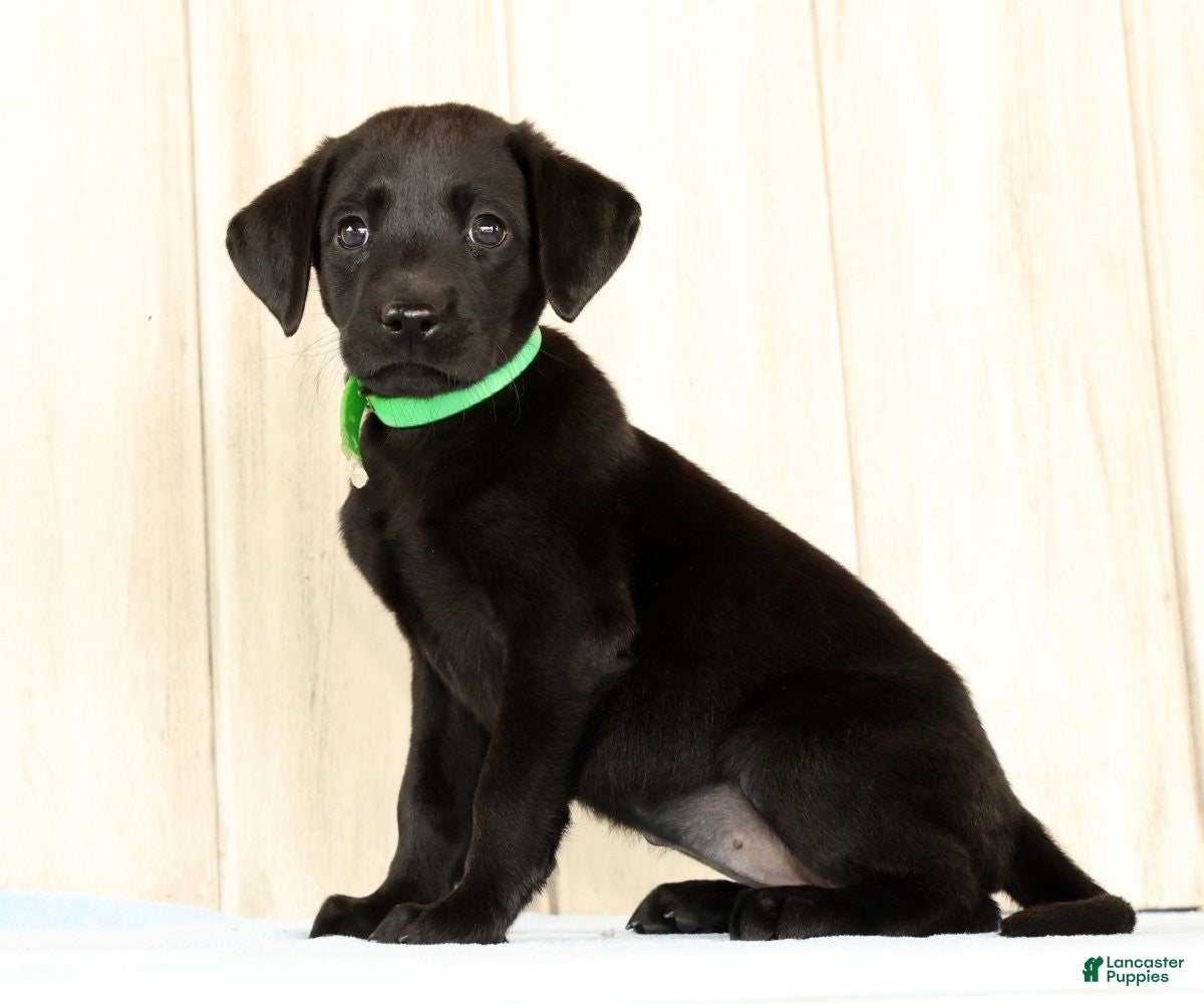Labrador Retriever dogs Bailey - Ad 1