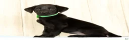 Labrador Retriever dogs for sale: Bailey - Ad 1