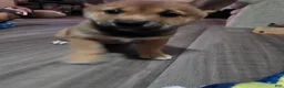 Shiba Inu dogs for sale: Shiba Inu 2 - Ad 5