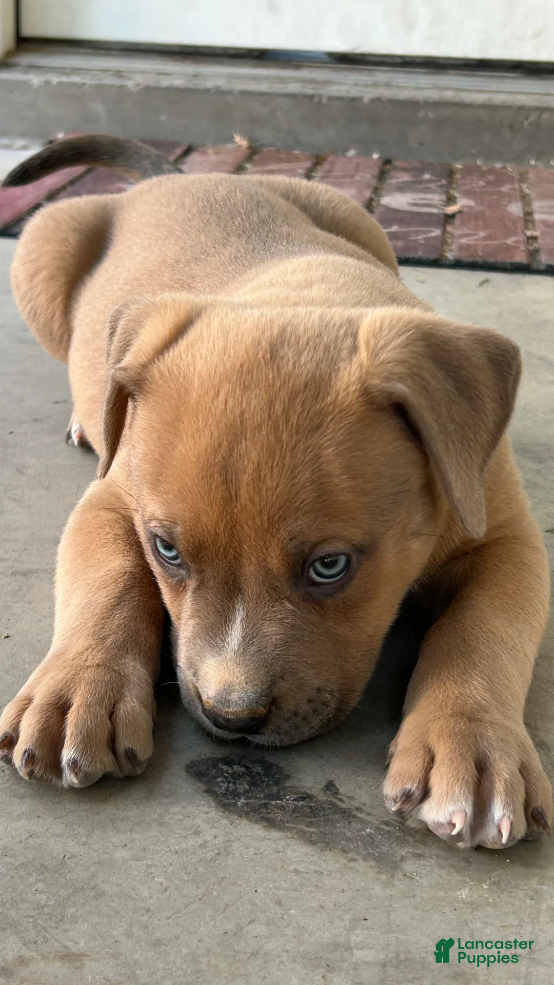 American Bully dogs for sale: American Bully Puppy 2 - Ad 2