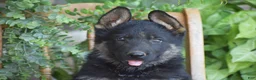 German Shepherd dogs for sale: Mason - Ad 2