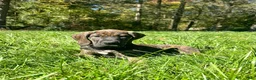 Great Dane dogs for sale: Wanda - Ad 4