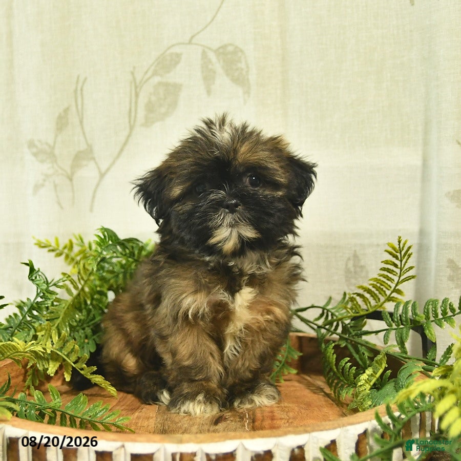 Shih Tzu dogs Dolly  - Ad 2