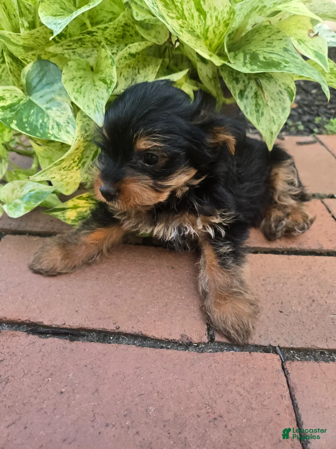 Yorkshire Terrier dogs for sale: Teacup Moose - Ad 2