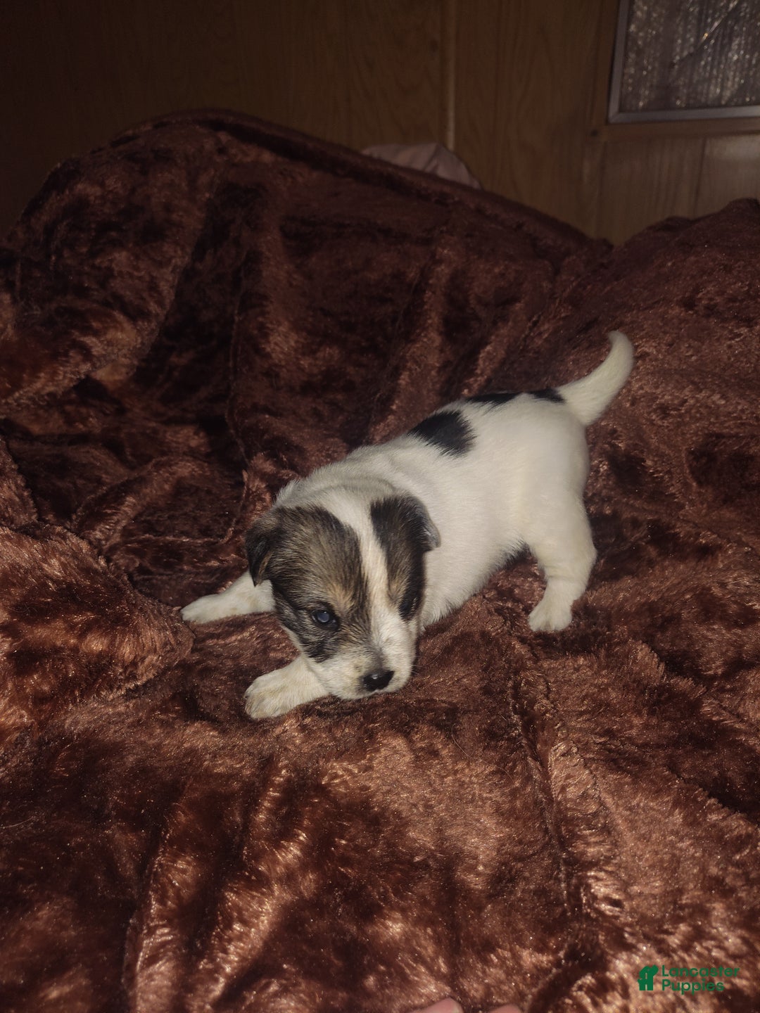 Sheepadoodle dogs for sale: Sheepadoodle Puppy 1 - Ad 1