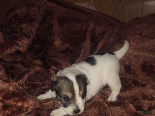 Sheepadoodle dogs Sheepadoodle Puppy 1 - Ad 2