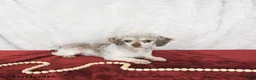 Shihpoo dogs for sale: Patrick - Ad 7