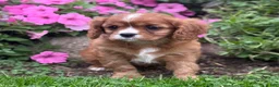 Cavalier King Charles Spaniel dogs for sale: Bella - Ad 9