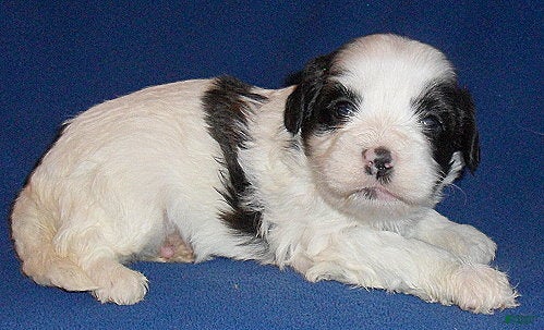 Shihpoo dogs Opie - Ad 2