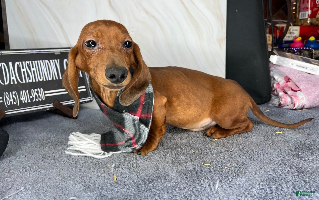 Miniature Dachshund dogs for sale: AKC am red ch - Ad 6