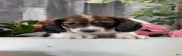 Miniature Dachshund dogs for sale: Dominic - Ad 1