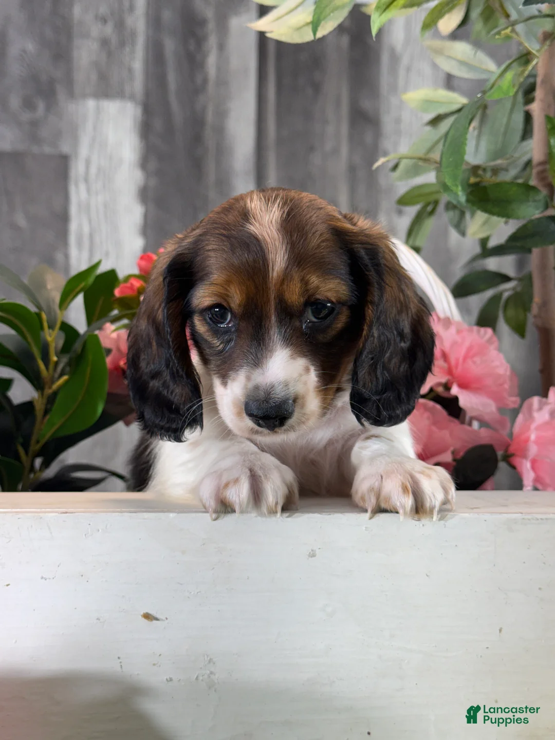Miniature Dachshund dogs for sale: Dominic - Ad 1
