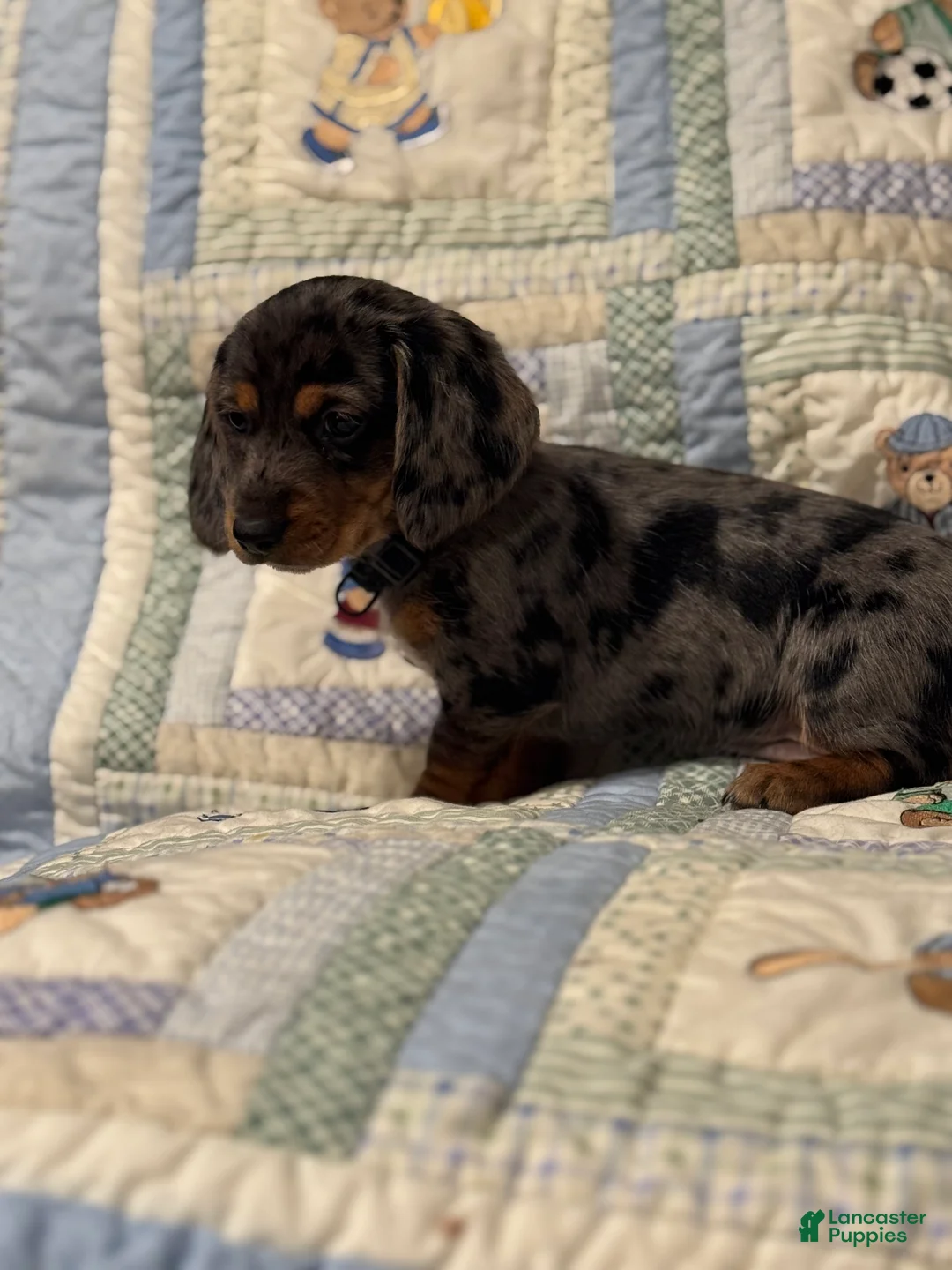 Mixed Breed dogs for sale: Mila  - Ad 3