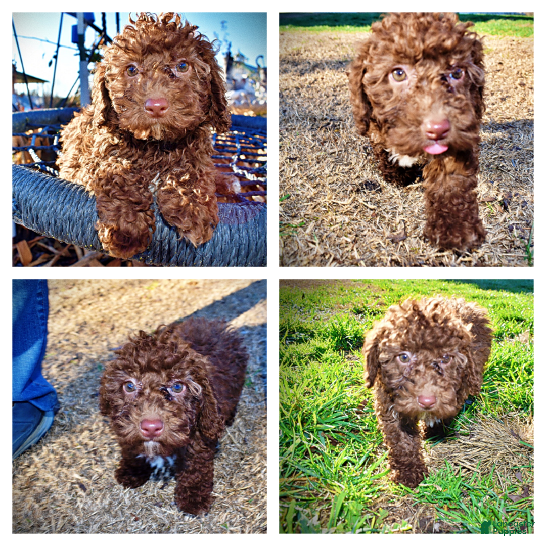 Havapoo dogs for sale: Scooby - Ad 1